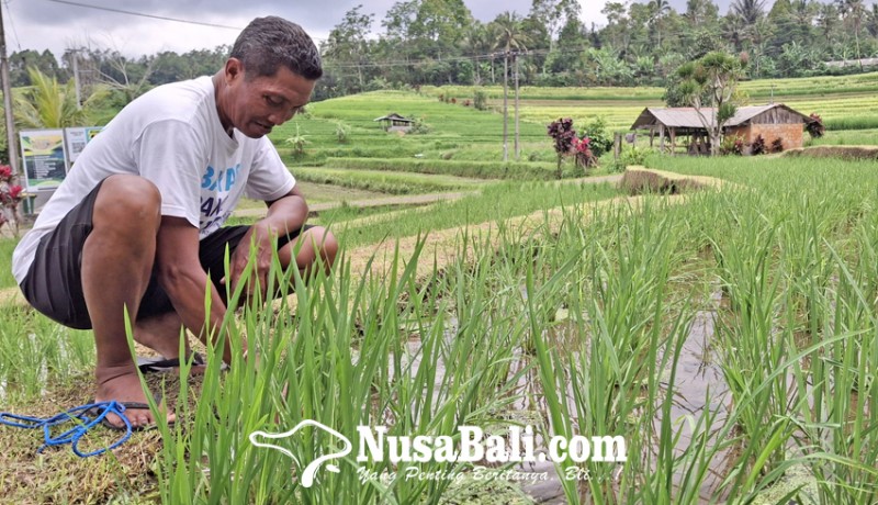 www.nusabali.com-permintaan-teh-beras-merah-meningkat