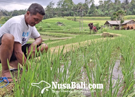 Nusabali.com - permintaan-teh-beras-merah-meningkat