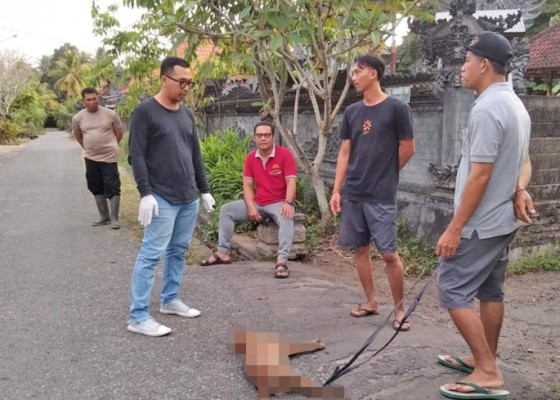 Nusabali.com - diserang-anjing-gila-bocah-5-tahun-dirujuk-ke-rs