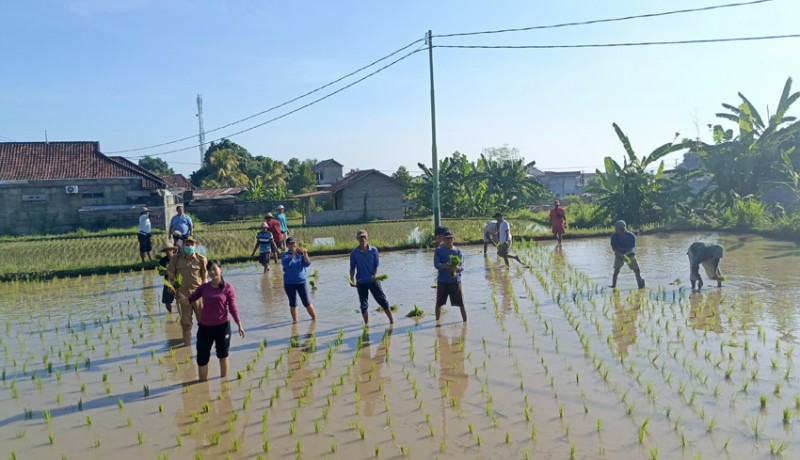 www.nusabali.com-bpp-sawan-tanam-padi-dengan-metode-hazton-di-subak-lanyahan-kerobokan