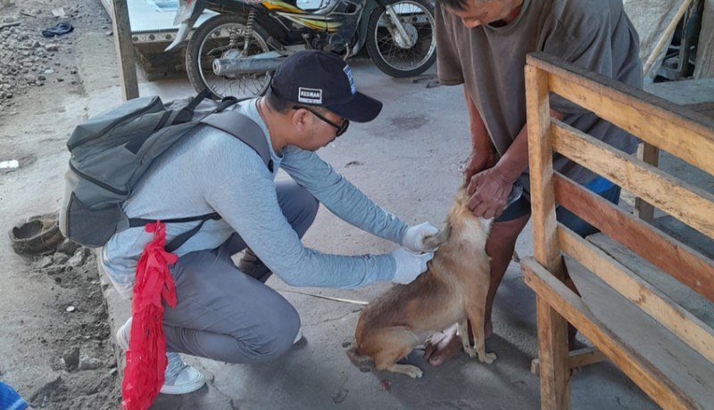 www.nusabali.com-waspada-rabies-di-jembrana-sehari-vaksinasi-777-ekor-hpr