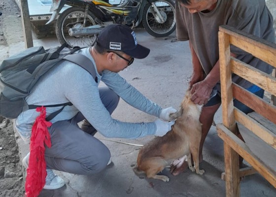 Nusabali.com - waspada-rabies-di-jembrana-sehari-vaksinasi-777-ekor-hpr