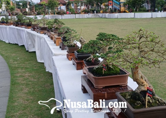 Nusabali.com - ratusan-bonsai-ramaikan-pamnas-di-bangli