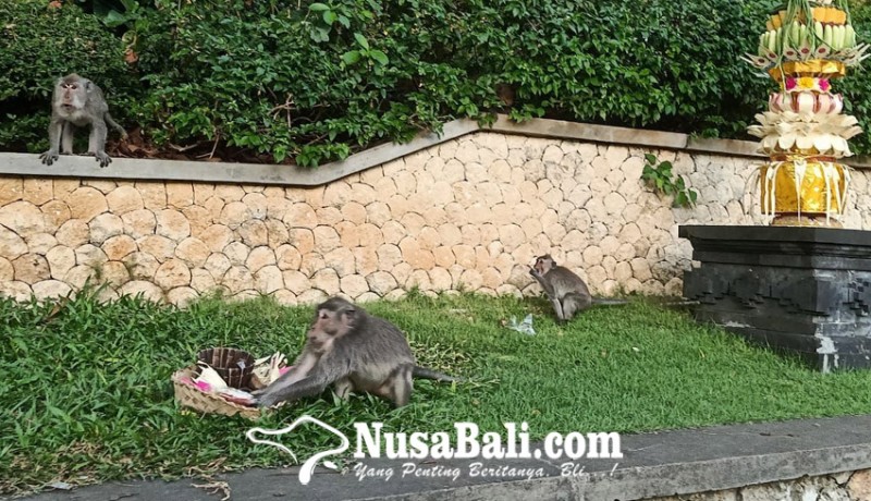 www.nusabali.com-pemantauan-monyet-di-pura-luhur-uluwatu-libatkan-peneliti
