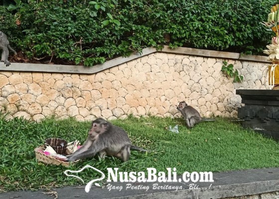 Nusabali.com - pemantauan-monyet-di-pura-luhur-uluwatu-libatkan-peneliti