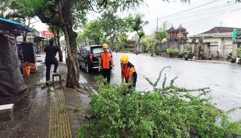 www.nusabali.com-hujan-dahan-pohon-tumbang-di-jalan-sudirman