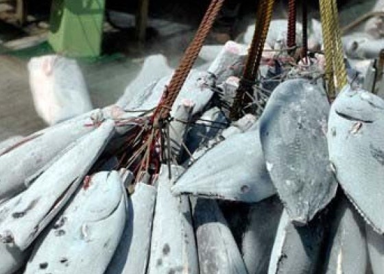 Nusabali.com - ikan-krutasea-dan-moluska-dominasi-ekspor-bali