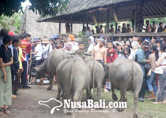 Nusabali.com - 5-kerbau-terobos-penonton-perang-pandan