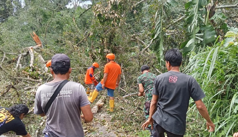 www.nusabali.com-pohon-beringin-tumbang-timpa-rumah-warga