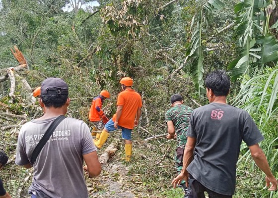 Nusabali.com - pohon-beringin-tumbang-timpa-rumah-warga