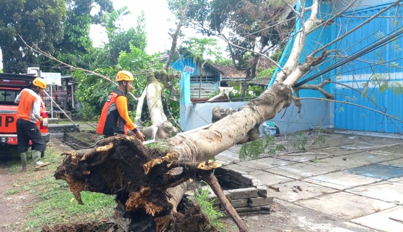 www.nusabali.com-lapuk-pohon-flamboyan-7-meter-tumbang