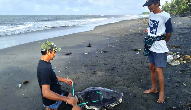 www.nusabali.com-bangkai-penyu-terdampar-di-pantai-perancak