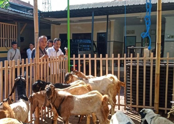 Nusabali.com - dinas-pertanian-periksa-kesehatan-hewan