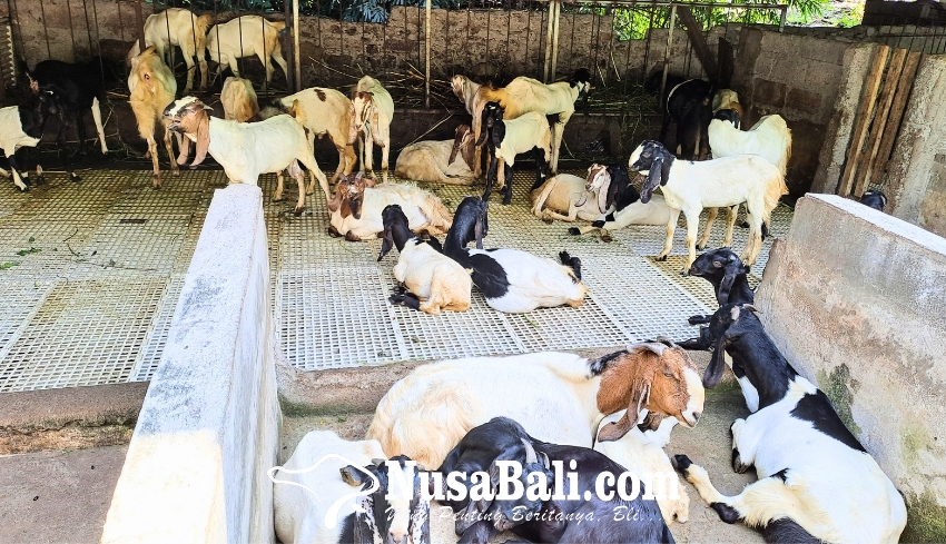 www.nusabali.com-jelang-idul-adha-peternak-badung-tawarkan-kambing-dengan-pakan-murni-organik