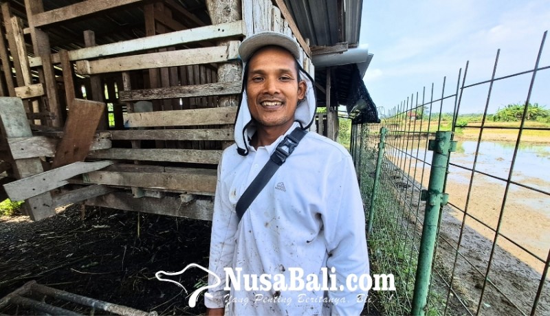 www.nusabali.com-oka-sudarmawan-kembangkan-pertanian-terintegrasi-di-subak-mambal-nol-pupuk-kimia-lestarikan-tradisi-beternak-di-sawah