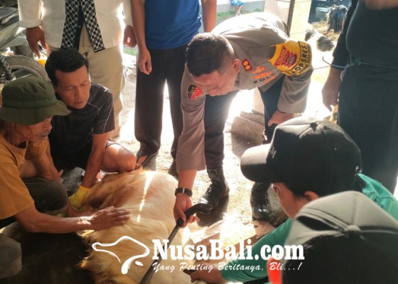 Nusabali.com - kapolres-klungkung-bagikan-8-hewan-kurban