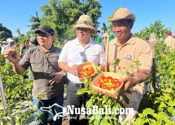 Nusabali.com - panen-perdana-cabai-di-hutan-kota-menggembirakan