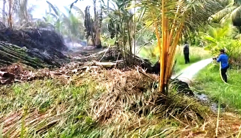 www.nusabali.com-bakar-jerami-lahan-kebun-terbakar