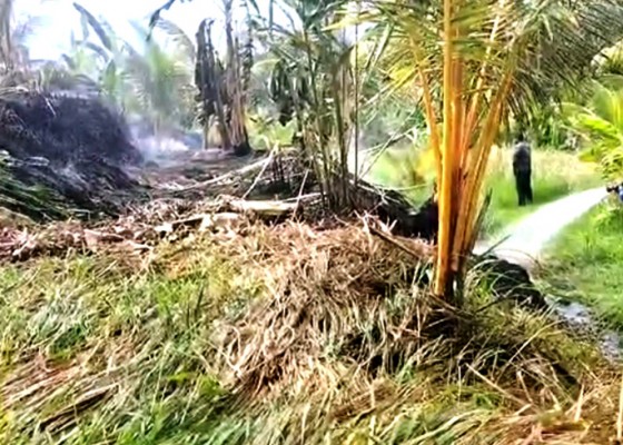 Nusabali.com - bakar-jerami-lahan-kebun-terbakar