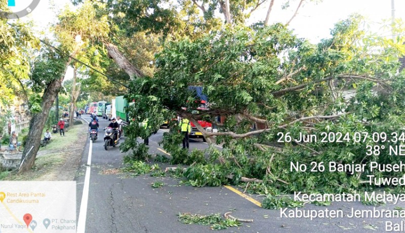 www.nusabali.com-pohon-tumbang-picu-macet-di-candikusuma