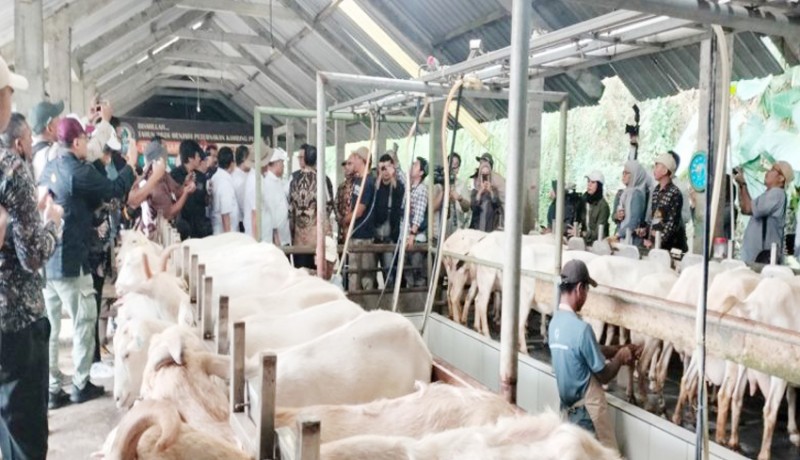 www.nusabali.com-tingkatkan-produksi-susu-nasional-kementan-dorong-pengembangan-kambing-perah