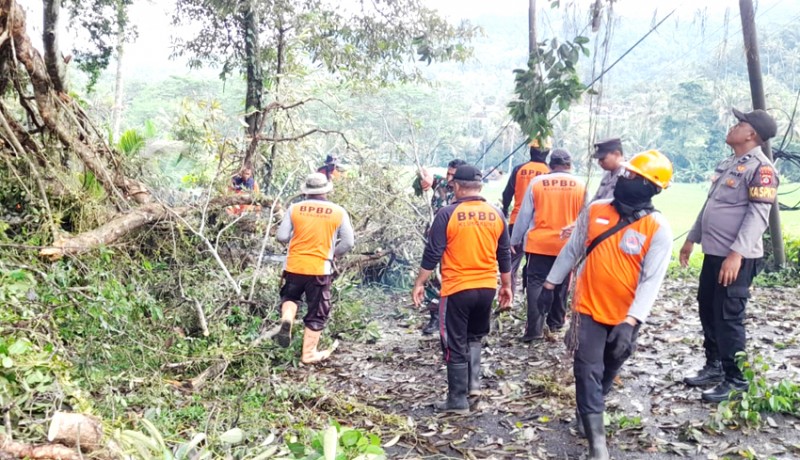 www.nusabali.com-pohon-tumbang-hingga-tutup-jalan