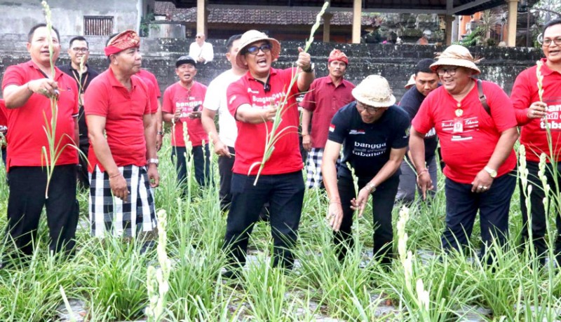 www.nusabali.com-ngantor-di-desa-sesandan-bupati-sanjaya-soroti-potensi-pertanian-bunga-sedap-malam