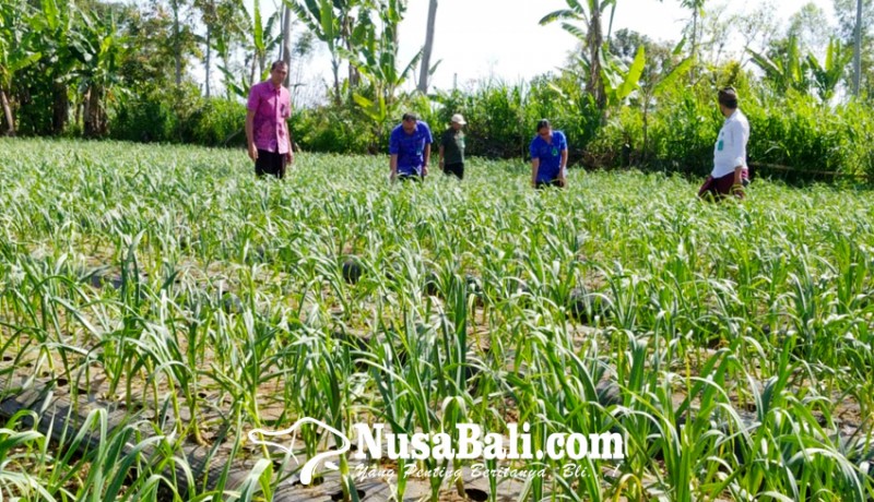 www.nusabali.com-distribusi-pupuk-bersubsidi-rendah-di-buleleng