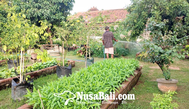 www.nusabali.com-ssa-jadi-contoh-ubah-sampah-organik-menjadi-sayuran-di-pekarangan-rumah