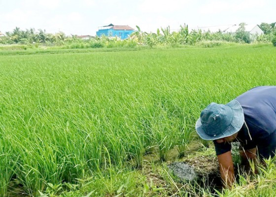 Nusabali.com - 37-hektare-sawah-di-tabanan-diserang-hama