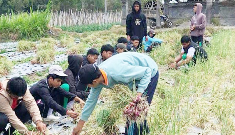 www.nusabali.com-panen-raya-bawang-merah-pengiriman-ke-luar-bali-berkurang