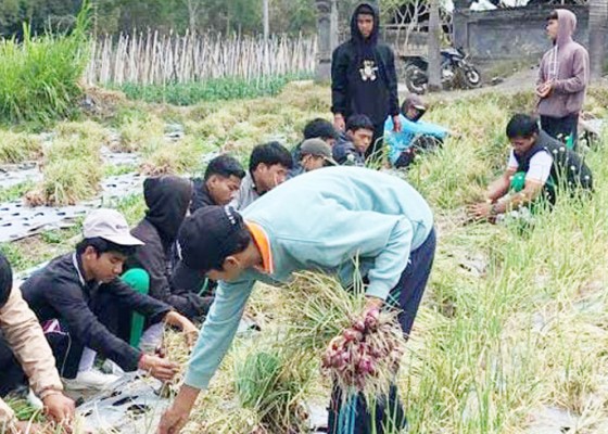 Nusabali.com - panen-raya-bawang-merah-pengiriman-ke-luar-bali-berkurang