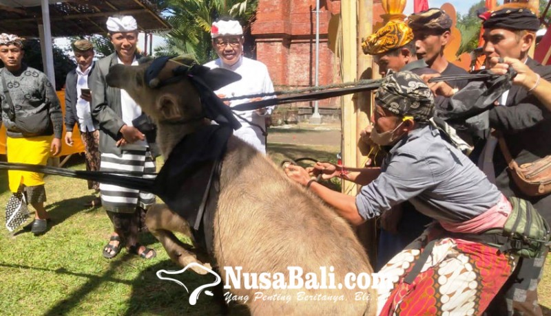 www.nusabali.com-umat-hindu-mapepada-di-pura-mandara-giri-semeru