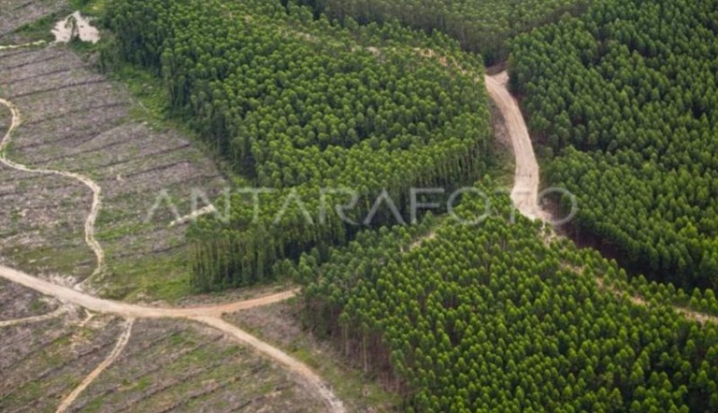 www.nusabali.com-peluang-investasi-hutan-tanaman-industri-di-luar-jawa-832321-ha