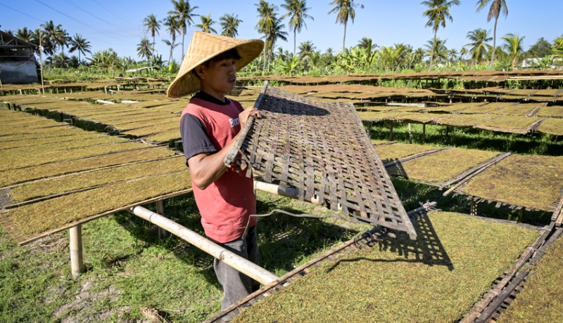 www.nusabali.com-tembakau-kasturi-khas-lombok