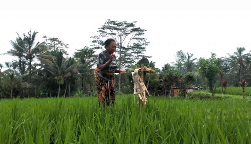 www.nusabali.com-petani-subak-sulit-dapatkan-bibit-beras-hitam