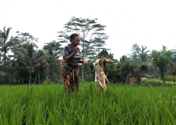 Nusabali.com - petani-subak-sulit-dapatkan-bibit-beras-hitam