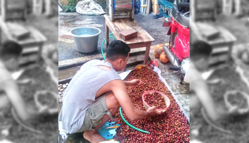 www.nusabali.com-susul-kakao-harga-kopi-bali-melejit