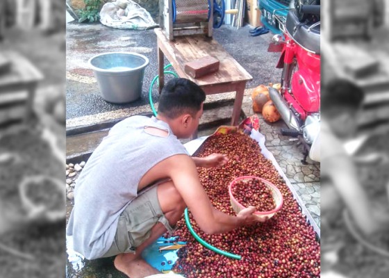 Nusabali.com - susul-kakao-harga-kopi-bali-melejit