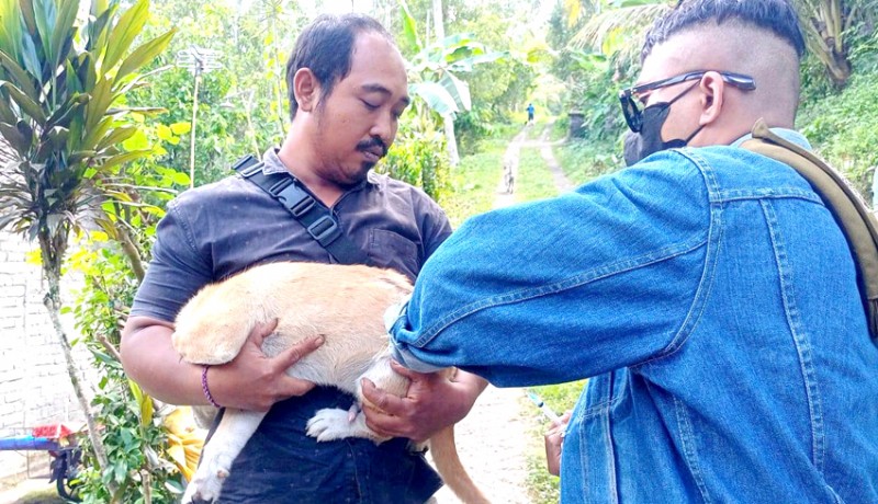 www.nusabali.com-korban-gigitan-anjing-gila-di-batuagung-jadi-10-orang