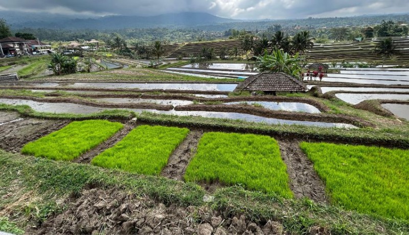 www.nusabali.com-baru-ditanam-seminggu-padi-di-jatiluwih-sudah-membentuk-hamparan-hijau