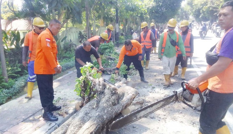 www.nusabali.com-akibat-angin-kencang-pohon-tumbang