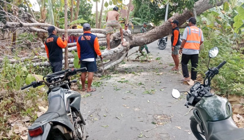 www.nusabali.com-pohon-santen-tumbang-tutup-akses-jalan