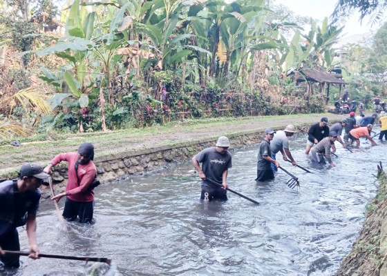 Nusabali.com - sampah-menumpuk-krama-pagi-bersihkan-sungai