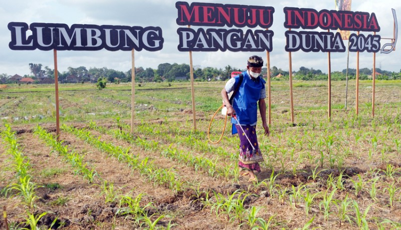 www.nusabali.com-memperkenalkan-jagung-bioteknologi-kepada-petani