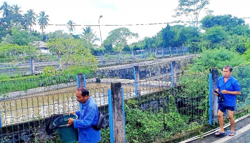 www.nusabali.com-ikan-koi-melimpah-permintaan-melemah