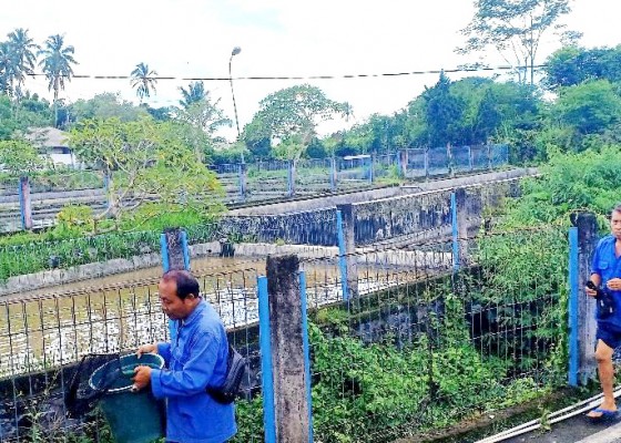 Nusabali.com - ikan-koi-melimpah-permintaan-melemah