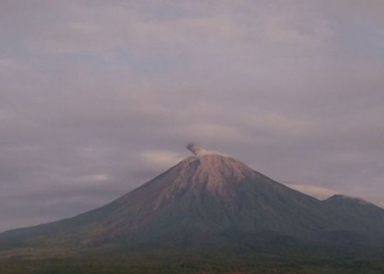 Nusabali.com - gunung-semeru-kembali-erupsi-letusan-capai-700-meter