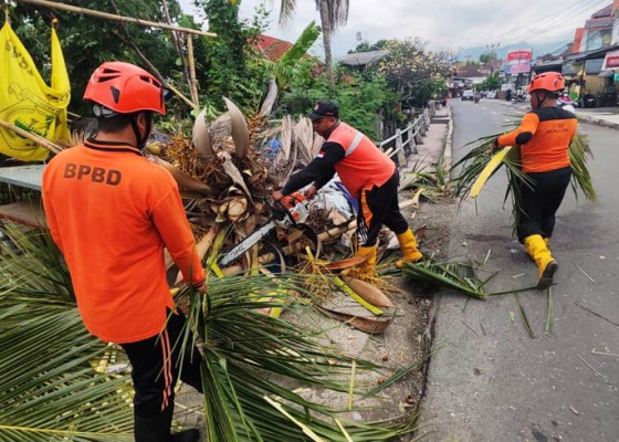 Nusabali.com - pohon-tumbang-timpa-warung-di-banjar-tegal