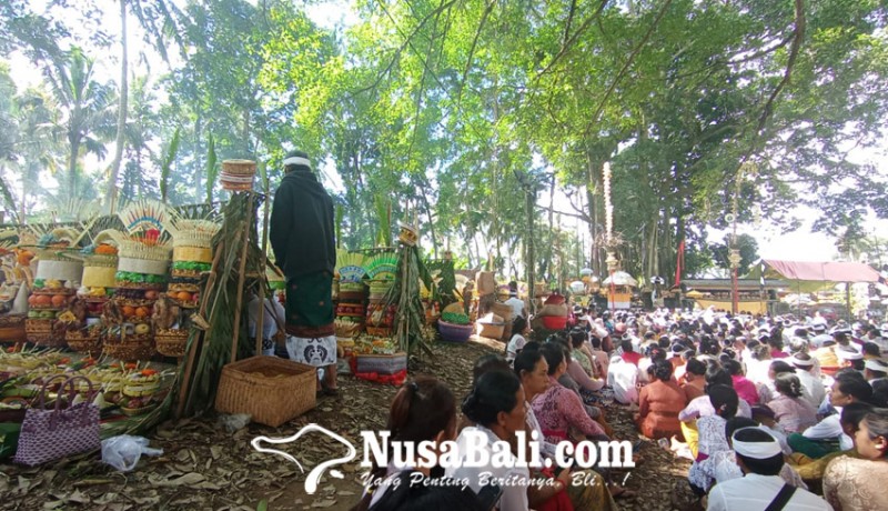 www.nusabali.com-melihat-kemeriahan-tradisi-ngasa-di-desa-adat-bukian-kecamatan-payangan-gianyar